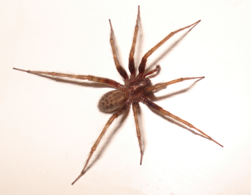 Venomous spiders in NC / SC and how to identify them