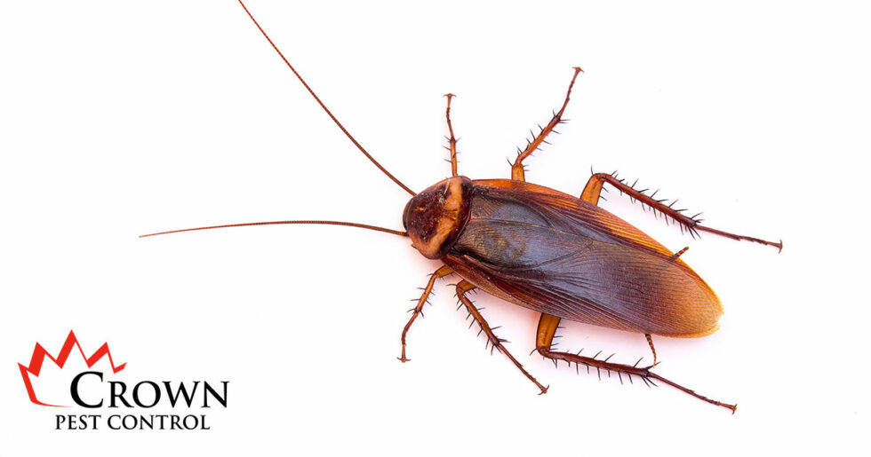 Palmetto Bug Vs Cockroach Crown Pest Control
