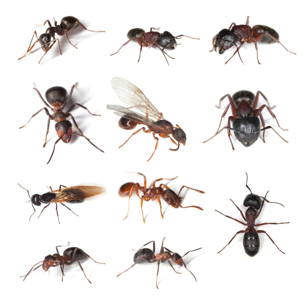 Types Of Ants In North Carolina | Crown Pest Control