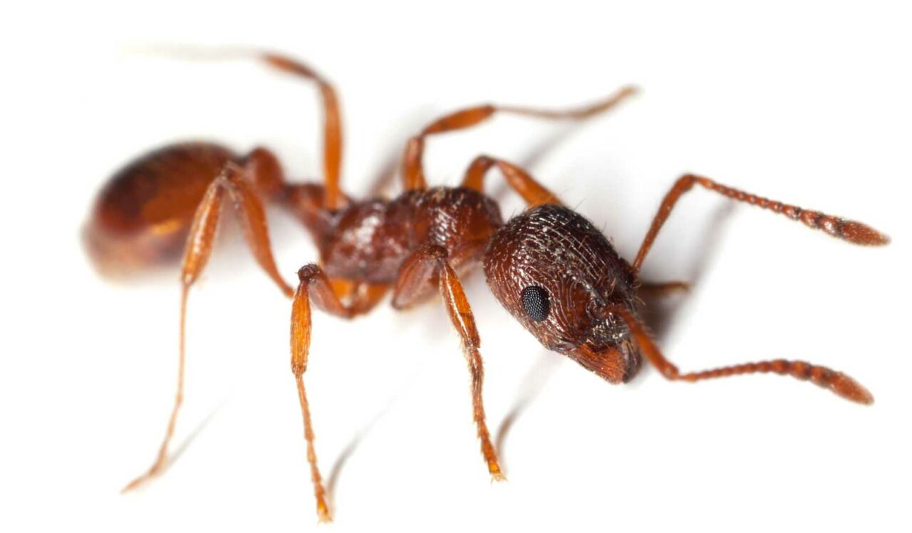 Are All Ants Bad? Crown Pest Control